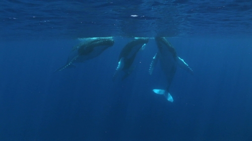 Moorea, Three Humpback whales socializing on the surface