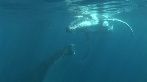 Moorea, Humpback whale, mother resting close to surface, calf swimming around