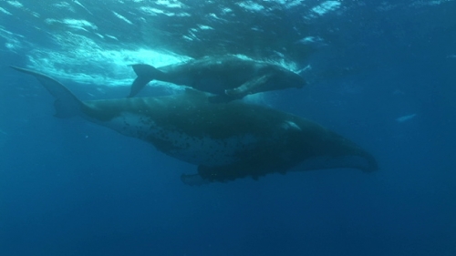 Moorea, Humpback whale, mother and calf swimming close to surface