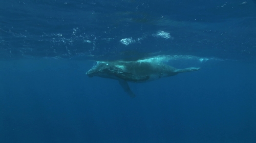 Moorea, Humpback whale, calf breathing and playing under surface