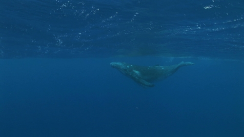 Moorea, Humpback whale, calf breathing and playing under surface and swimming down