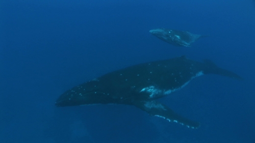 Moorea, Humpback whale, mother and calf swimming back to surface