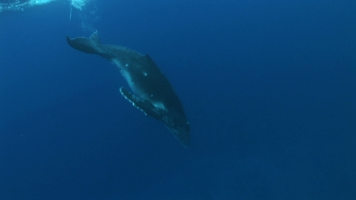 Moorea, Humpback whale, calf breathing under surface, and diving to the depth and its mother