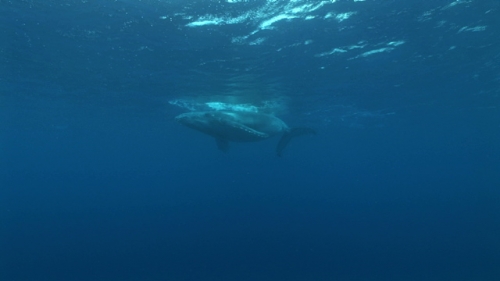 Moorea, Humpback whale, calf breathing under surface
