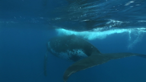 Moorea, Humpback whale, mother and calf taking a breath and swimming