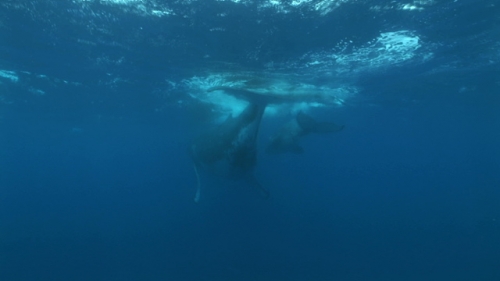 Moorea, Humpback whale, mother and calf swimming under the surface