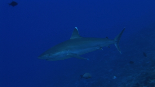 Silver tip shark swimming by the reef, close to camera