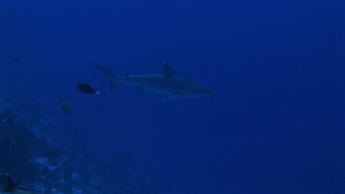Silver tip shark swimming in the deep blue by the reef