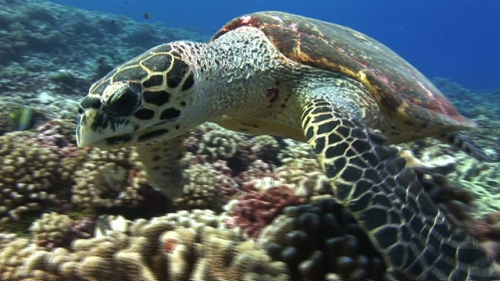 Hawksbill turtle swimming close to camera, looking for food in the coral garden