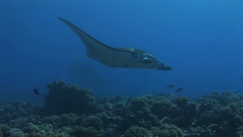 Manta Ray swimming over the coral garden of Rangiroa, single