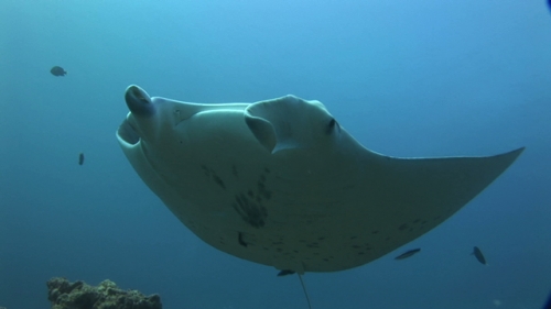 Manta Ray swimming over the camera, being cleaned by cleaner wrasses, Manihi, single