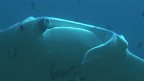 Manta Ray being cleaned by cleaner wrasses and swimming, zoom on mouth