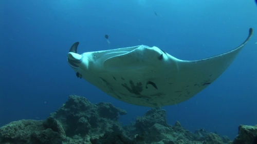 Manta Ray Swimming in a cleaning station with cleaner wrasses, Manihi