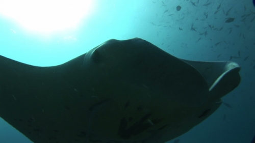 Manta Ray Swimming over camera close, Manihi