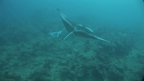 Two Manta Ray Swimming in the lagoon, face to face, close to camera, Manihi