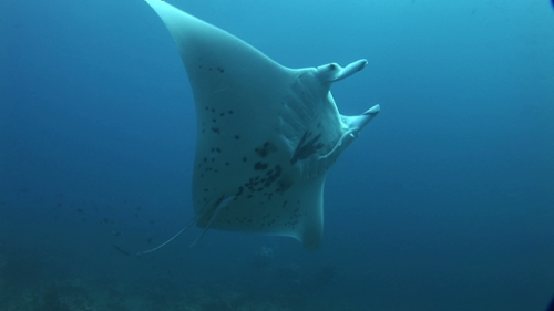 Manta Ray Swimming followed by remora, scuba divers in the background, lagoon,  Manihi