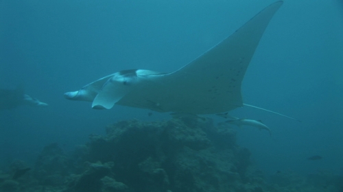 Manta Ray Swimming with cleaner wrasses and remoras in the lagoon, Manihi
