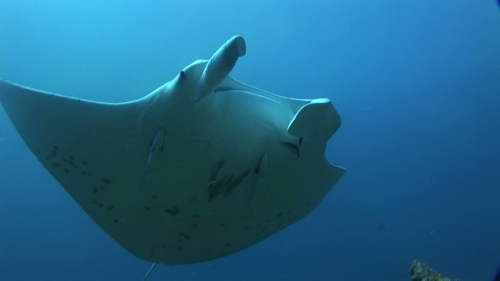 Manta Ray Swimming over camera with remoras and cleaner wrasses, Manihi