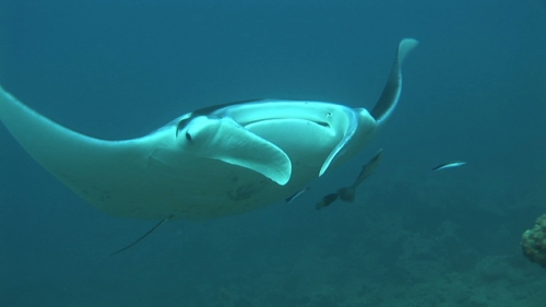 Manta Ray being cleaned by cleaner wrasses, close to camera, Manihi