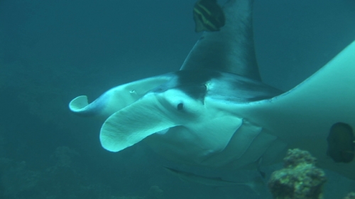 Manta Ray opening mouth and being cleaned by cleaner wrasses, in the lagoon of Manihi