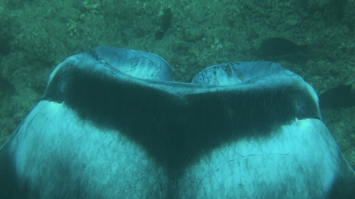 Manta Ray Swimming in the lagoon, zoom on mouth, filmed from above, Manihi