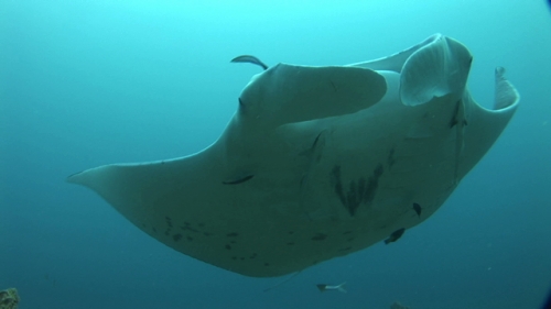 Manta Ray Swimming over the camera followed by remoras and cleaner wrasses, close, Manihi