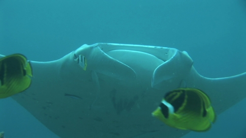 Manta Ray swimming with remora and butterfly fishes, zoom,  Manihi