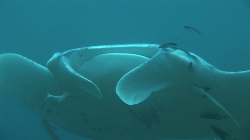 Manta Ray being cleaned by cleaner wrasses around mouth, zoom,  Manihi