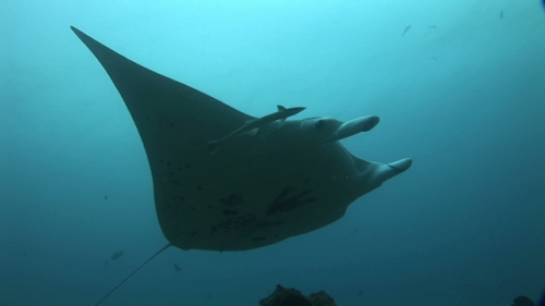 Manta Ray Swimming in the laggon with remoras, Manihi
