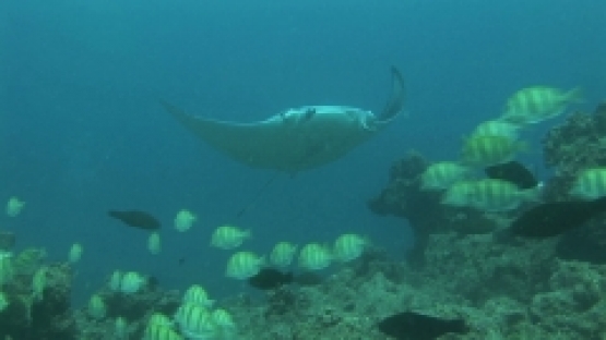 Manta Ray Swimming in the lagoon with convict tang fishes, Manihi