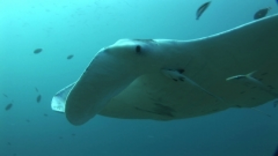 Manta Ray being cleaned by cleaner wrasses and swimming close to camera, lagoon of Manihi