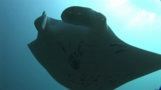Manta Ray Swimming over the camera, with cleaner wrasses, Manihi