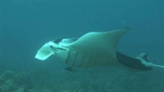 Manta Ray being cleaned by cleaner wrasses, opened mouth, zoom,  Manihi