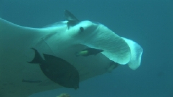 Manta Ray being cleaned by cleaner wrasses , opened mouth, zoom,  Manihi