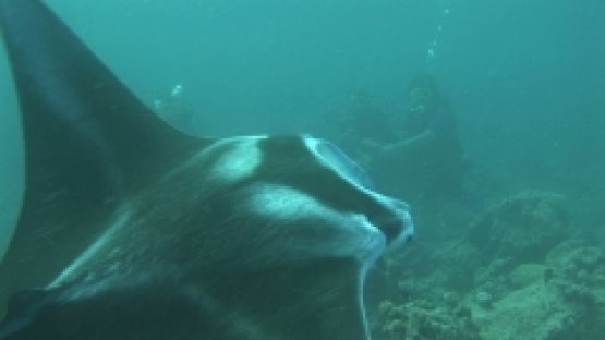 Manta Ray being cleaned by cleaner wrasses , observed by scuba divers, lagoon of  Manihi
