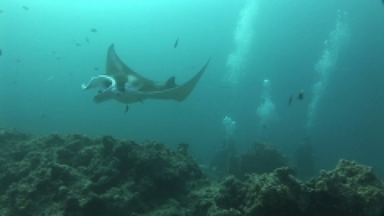 Manta Ray being observed by scuba divers, mouth opened, and being cleaned by cleaner wrasse, close,  Manihi