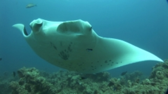 Manta Ray swimming over the camera, close, with cleaner wrasse,  lagoon of Manihi