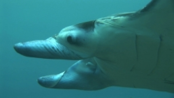 Manta Ray swimming in the lagoon, zoom of head,  Manihi