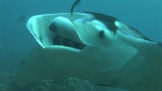 Manta Ray being cleaned by cleaner wrasses, mouth opened, zoom,  Manihi