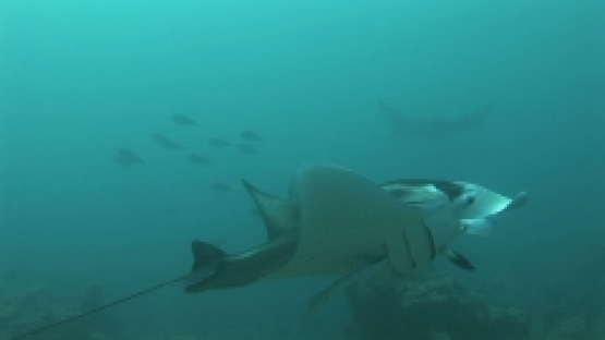 Manta Ray being cleaned by cleaner wrasses around mouth, second one in the background,  Manihi