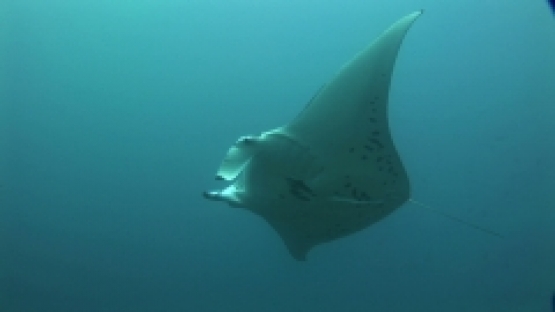 Manta Ray swimming close to camera, and doing a flip before going away,  Manihi