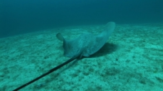 Sting ray swimming in the depth, lagoon of Bora Bora