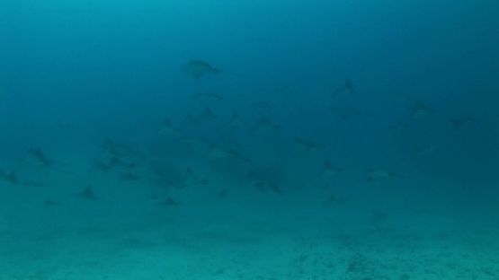 Eagle rays schooling and swimming in the lagoon of Bora Bora