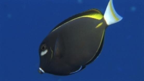 Manihi, black surgeon fish with yellow scalpel swimming