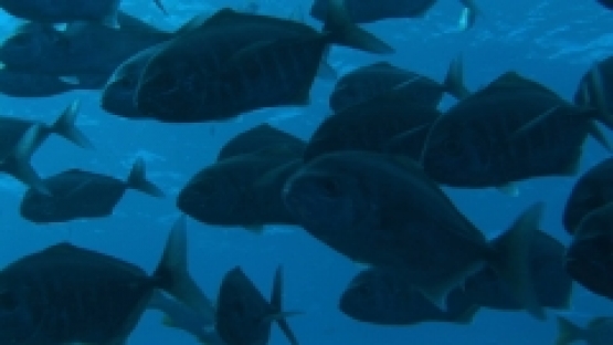 Manihi, white tongue jack fishes schooling along the reef