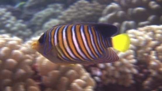 Manihi, regal angel fish swimming in the coral garden