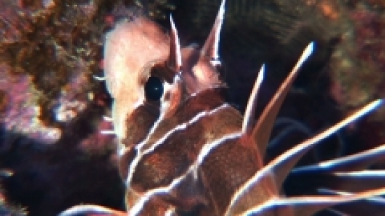 Manihi, head of a lion fish in the coral garden, close up