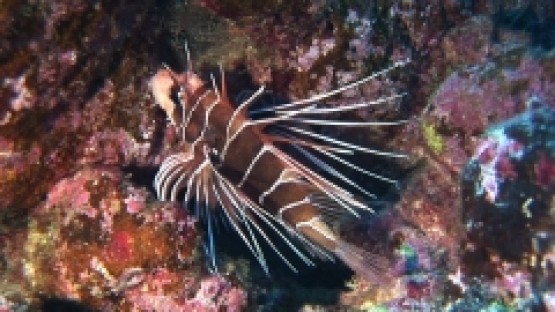 Manihi, single lion fish in the coral garden