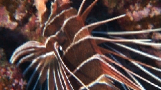 Manihi, Lion fish in the coral, close up