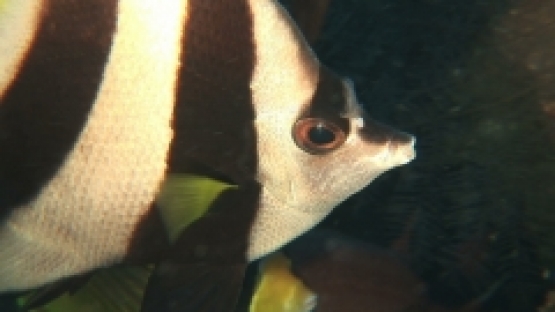 Manihi, close up on head of banner fish in the coral reef